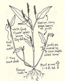 Urban Field Guide to the Plants in Your Path (Zine)